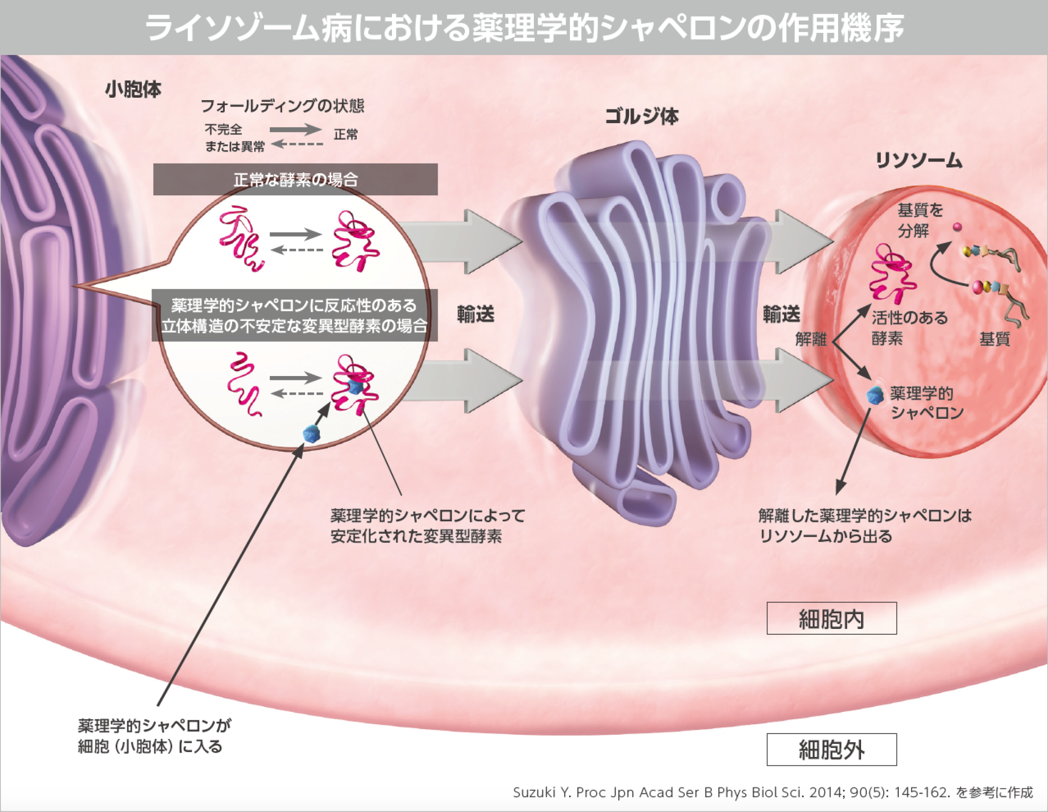 ライゾーム病における薬理学的シャペロンの作用機序