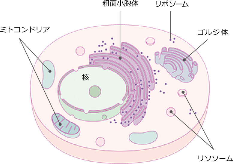 ヒトの細胞