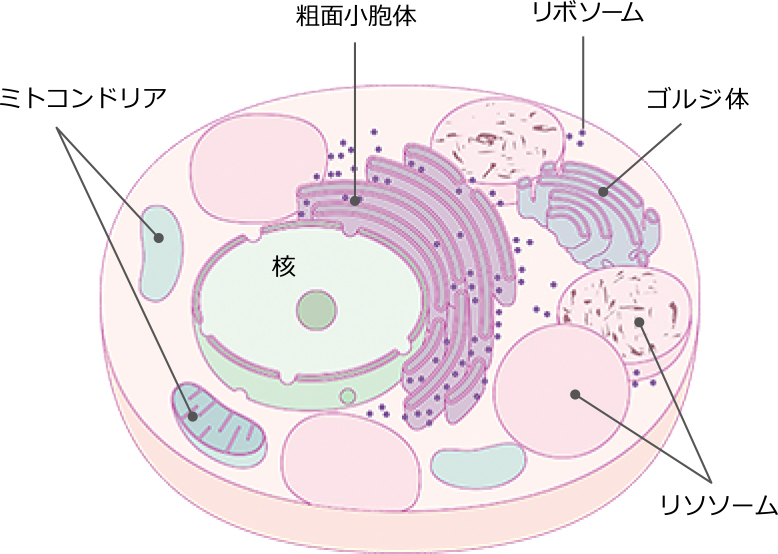 ライソゾーム病の患者さんの細胞